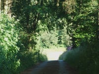 Waldkierfecht from Rimmelsfuert