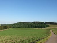Waldkierfecht from Rimmelsfuert
