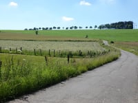 Fischbach von Grindhausen