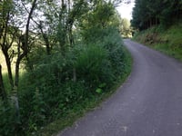 Léilerpad from Jansschleederbaach