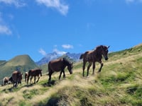 Col d'Aubisque z Argelès Gazost przez Col du Soulor
