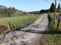 Dicke Hecke von Vicht