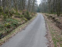 Auetshecke von Steinbach