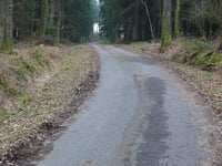 Auetshecke von Steinbach