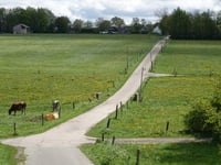 Strauch über Breufeldstrasse