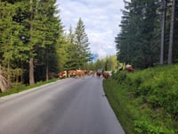 Tauplitzalm von Bad Mitterndorf