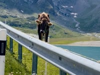 Passo del Bernina von Samedan