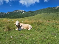 Monte Baldo über Mezzavilla