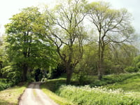 Valley Lane über Whalebone Lane