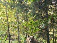 Transfăgărășan von Lacul Vidraru