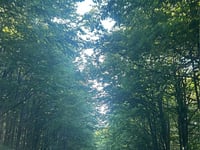 Șaua Arșasca von Baia de Aramă