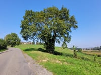 Rue de Mons von Bombaye