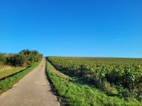 Twee Kruisen von Werm