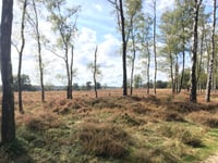 De Kouwerik von Landgoed Boshul