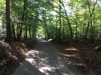 Trapjesberg / Loenensebos