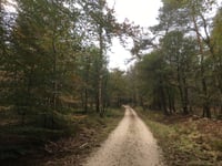 Bruisbeek von Loenen