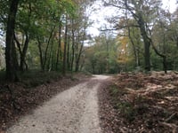 Bruisbeek von Loenen