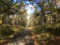 Onzalige Bossen da Posbank