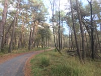 Onzalige Bossen da Posbank
