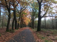 Schaapsallee from Laag-Soeren