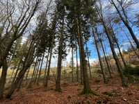 Hohe Warte da Elgersburg