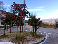 Vallesidola da Lilletta