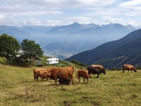 Alpe di Neggia von Vira