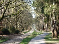 Jutberg über Plaggenweg