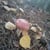 AlexandreH39