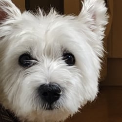 Cornelius