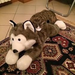 STEFANO