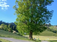 Aebersold von Linden