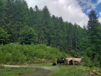 Alpe Brunescio von Broglio