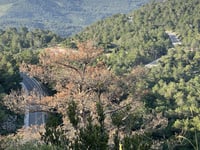 Coll de les Llebres via L'Albiol