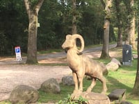 Arckelaan z Hoenderloo