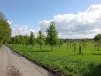 Auf dem Nierchen da Langerwehe