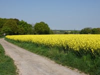 Auf der Zömm von Süggerath