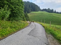 Barmerberg von Itter