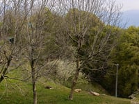Bedulita