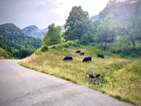Les Chappes vanuit Belchamp