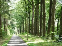 Keijenbergseweg vanuit Renkum