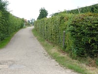 Berg über Nellestraat