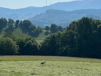 Berghauser Matten von Wittnau