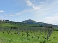 Bertinoro via Via Maestrina