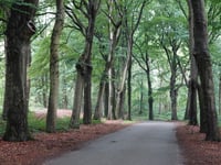 Beukendreef
