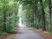 Beukendreef