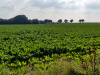 Beversberg von Gulpen