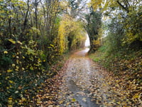 Biesweg von Nijswiller