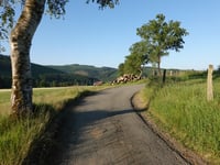 Birken-Höhenweg von Ohlenbach