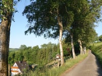 Birken-Höhenweg von Ohlenbach